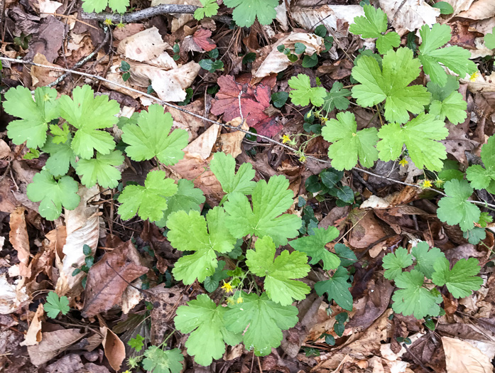 image of Waldsteinia lobata, Piedmont Barren Strawberry, Lobed Barren Strawberry