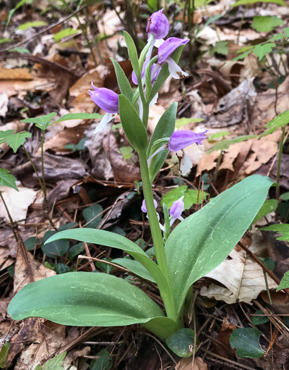 image of Galearis spectabilis, Showy Orchis