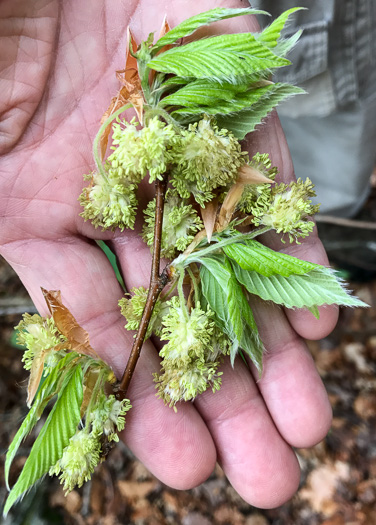 American Beech