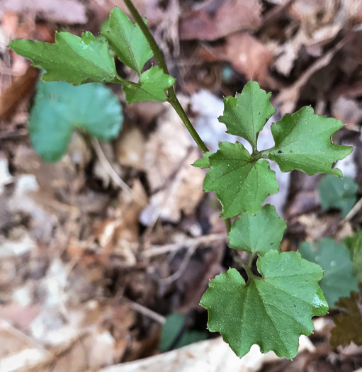 image of Cardamine flagellifera +, Blue Ridge Bittercress