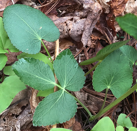 image of Zizia aptera, Heartleaf Golden-Alexanders, Heartleaf Alexanders