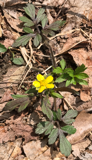 leaf or frond of Ranunculus hispidus, Hispid Buttercup, Hairy Buttercup