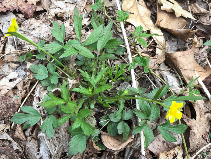 image of Ranunculus hispidus, Hispid Buttercup, Hairy Buttercup