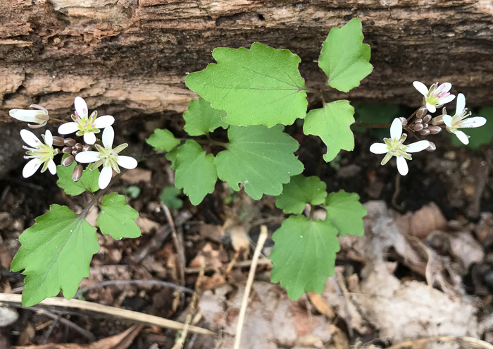 image of Cardamine flagellifera +, Blue Ridge Bittercress