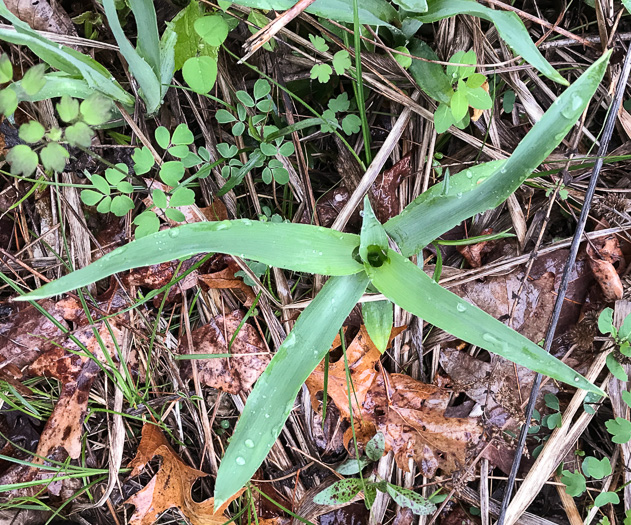 image of Eryngium yuccifolium var. yuccifolium, Northern Rattlesnake-master, Button Snakeroot