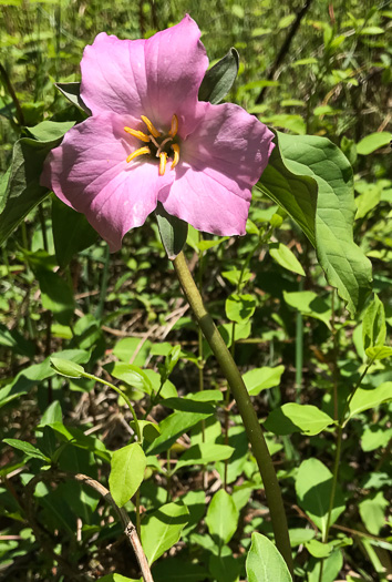 image of Trillium catesbyi, Catesby's Trillium, Rosy Wake-robin, Bashful Trillium, Rose Trillium