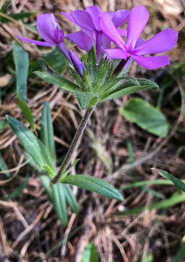 image of Phlox amoena, Hairy Phlox, Chalice Phlox