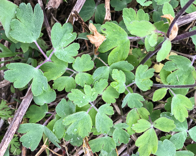 image of Aquilegia vulgaris, European Columbine, Garden Columbine