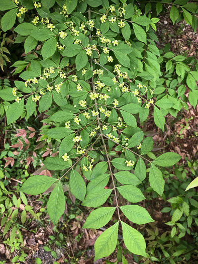 image of Euonymus alatus, Burning-bush, Winged Euonymus, Winged Wahoo