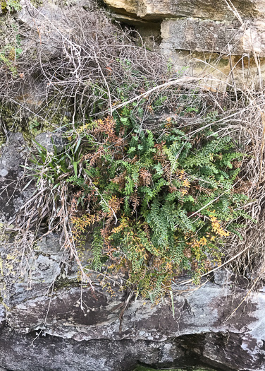 image of Pellaea wrightiana, Wright's Cliffbrake