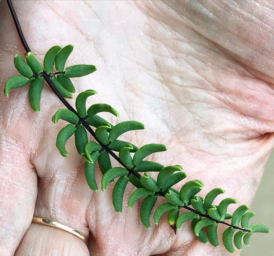 image of Pellaea wrightiana, Wright's Cliffbrake