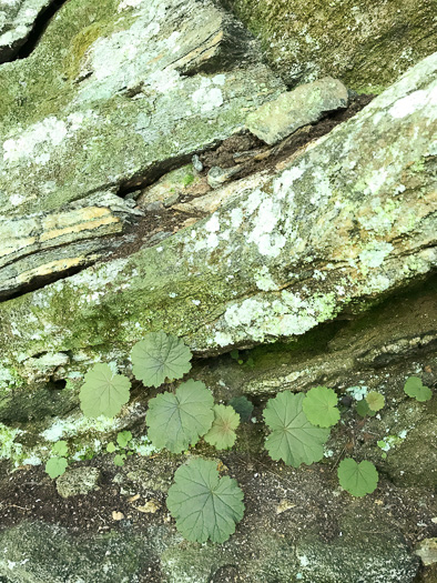 Heuchera parviflora var. parviflora, Littleflower Alumroot, Cave Alumroot, Cumberland Grotto Alumroot, Small-flower Alumroot