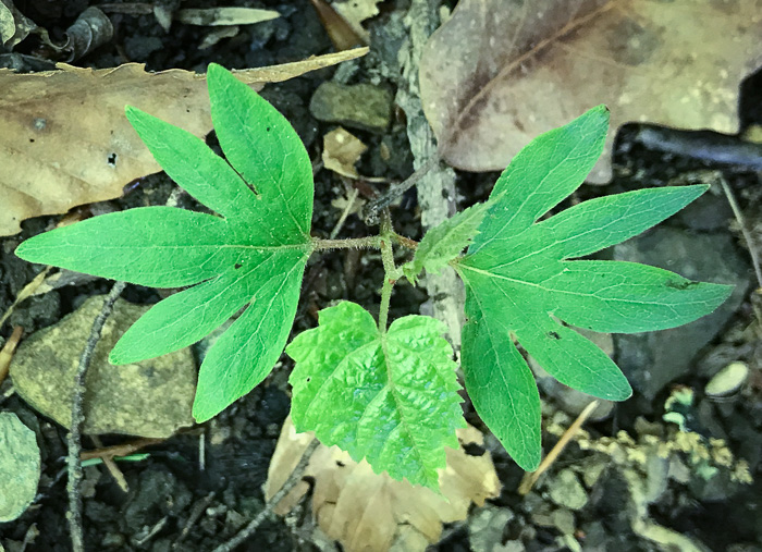 image of Muscadinia rotundifolia var. rotundifolia, Muscadine, Scuppernong
