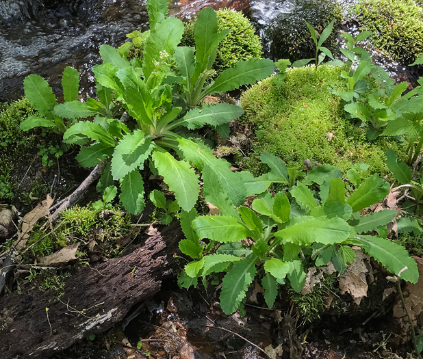 image of Micranthes micranthidifolia, Brook Lettuce, Mountain Lettuce, Branch Lettuce, Lettuceleaf Saxifrage