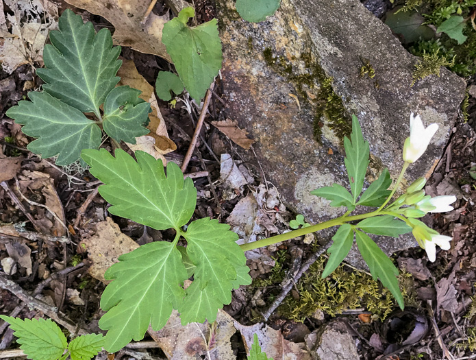 leaf or frond of Cardamine angustata, Eastern Slender Toothwort
