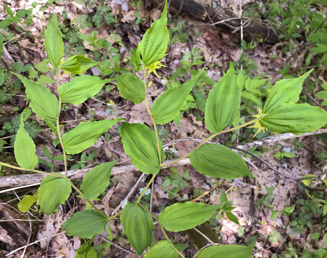 image of Prosartes lanuginosa, Yellow Mandarin, Yellow Fairybells