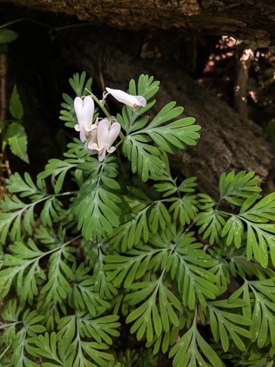 image of Dicentra canadensis, Squirrel Corn