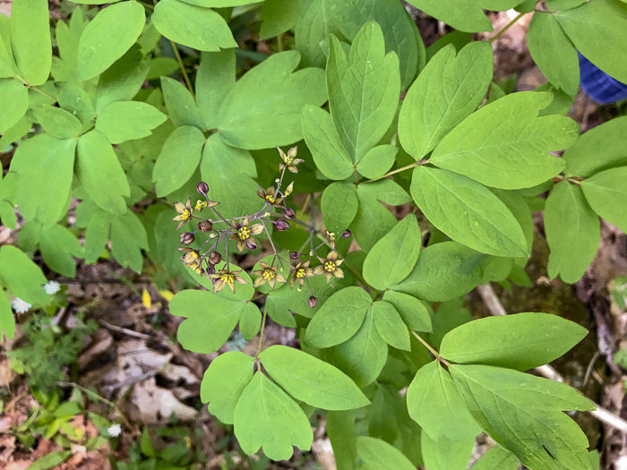 image of Caulophyllum thalictroides, Common Blue Cohosh, Papooseroot, Green Vivian