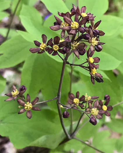 image of Caulophyllum thalictroides, Common Blue Cohosh, Papooseroot, Green Vivian