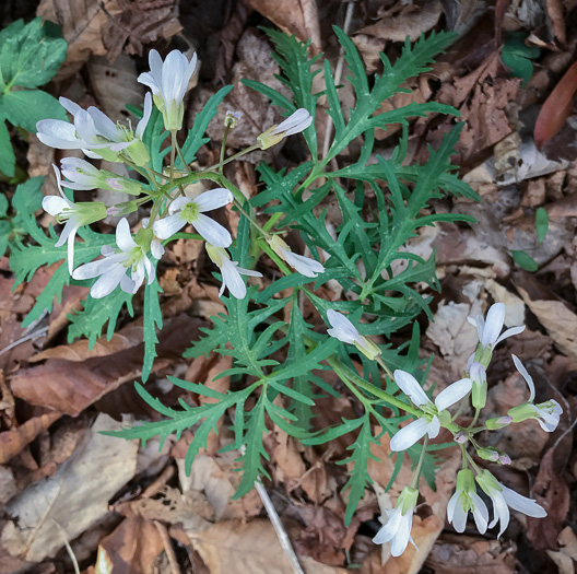 image of Cardamine concatenata, Cutleaf Toothwort