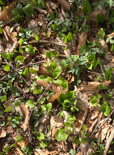 image of Maianthemum canadense, Canada Mayflower, "False Lily-of-the-valley", "Wild Lily-of-the-valley"