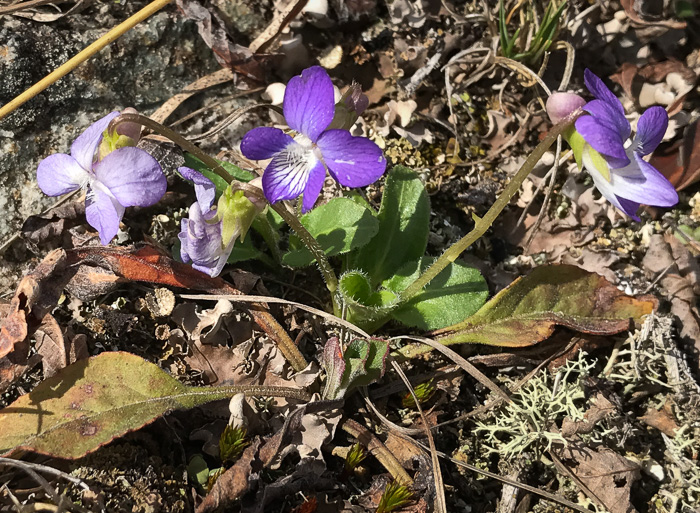 image of Viola fimbriatula, Ovate-leaf Violet, Northern Downy Violet, Sand Violet