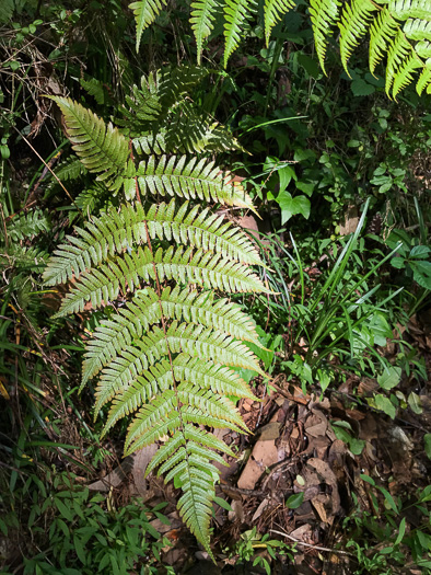 image of Dryopteris erythrosora, Autumn Fern, Japanese Red Shield-fern, Japanese Shield-fern