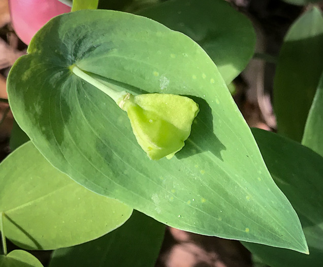 image of Uvularia perfoliata, Perfoliate Bellwort