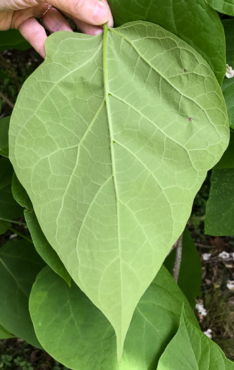 image of Catalpa speciosa, Northern Catalpa, Indian Cigar Tree, Catawba Tree