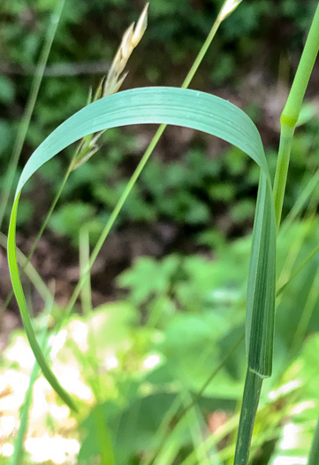 image of Dactylis glomerata, Orchard Grass