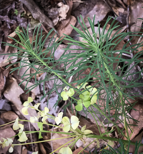 image of Euphorbia cyparissias, Cypress Spurge, Graveyard Spurge