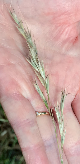 image of Danthonia sericea, Silky Oatgrass, Downy Oatgrass