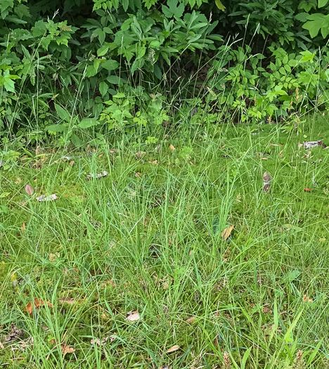 image of Danthonia spicata, Poverty Oatgrass, Moonshine Grass