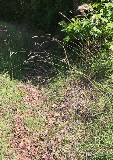 image of Danthonia sericea, Silky Oatgrass, Downy Oatgrass, Downy Danthonia