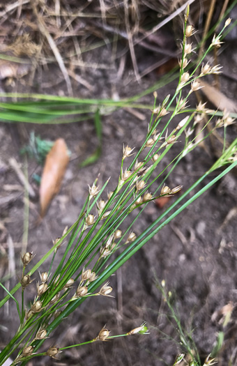 image of Juncus tenuis, Path Rush, Poverty Rush, Slender Rush