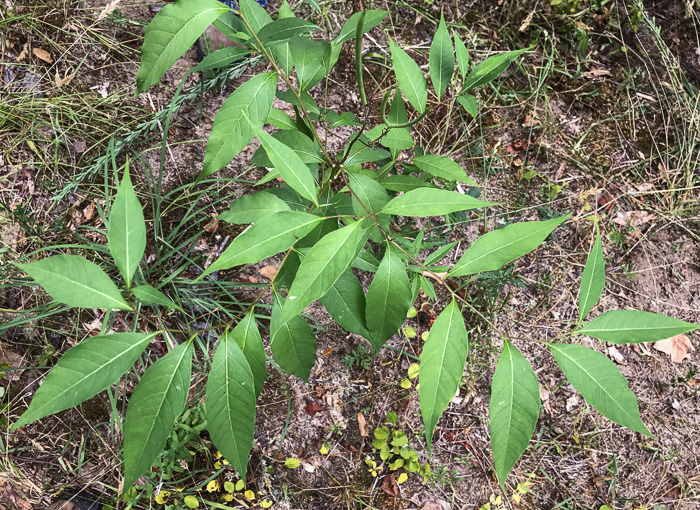 image of Amsonia tabernaemontana, Eastern Bluestar, Blue Dogbane, Wideleaf Bluestar