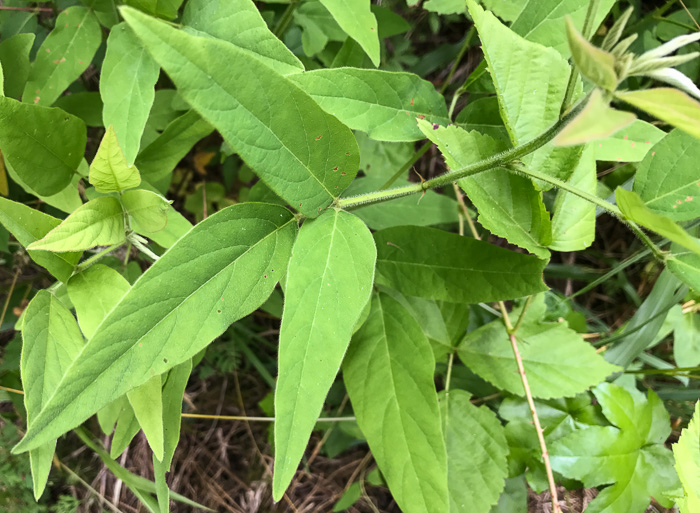 image of Desmodium glabellum, Tall Tick-trefoil, Dillen's Tick-trefoil