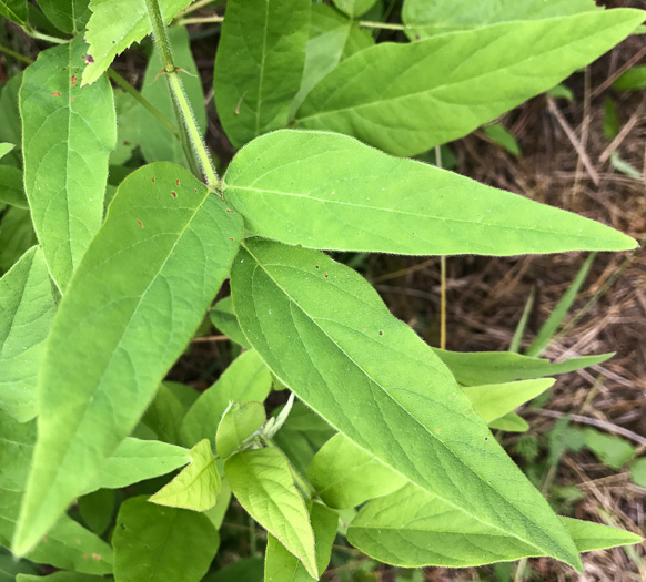 image of Desmodium glabellum, Tall Tick-trefoil, Dillen's Tick-trefoil