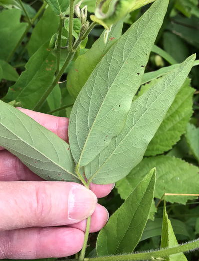 image of Desmodium glabellum, Tall Tick-trefoil, Dillen's Tick-trefoil