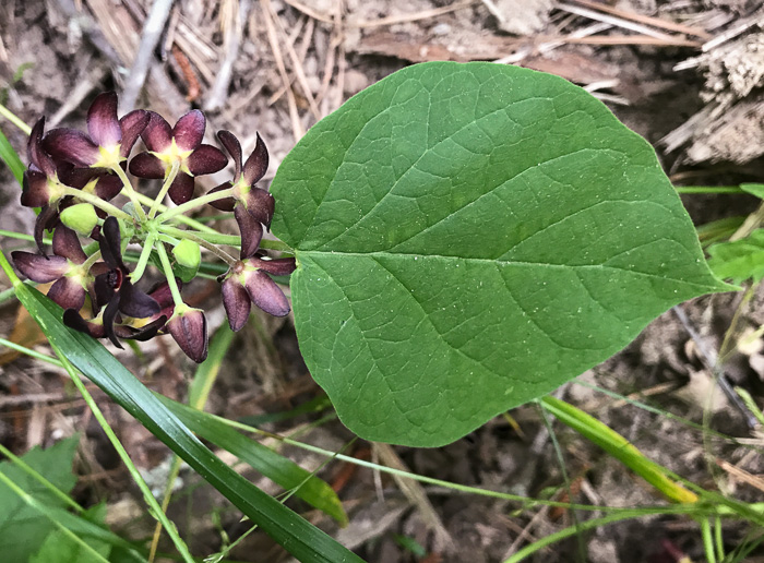 image of Matelea carolinensis, Carolina Spinypod, Climbing Milkweed, Climbing Milkvine, Maroon Carolina Milkvine