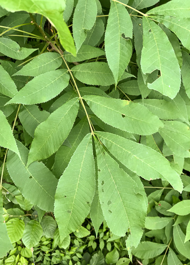 image of Carya cordiformis, Bitternut Hickory