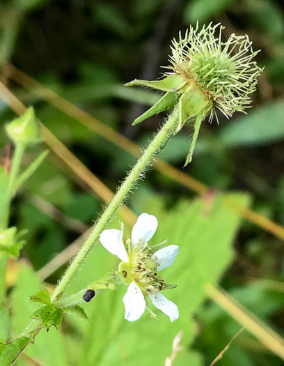 image of Geum canadense, White Avens