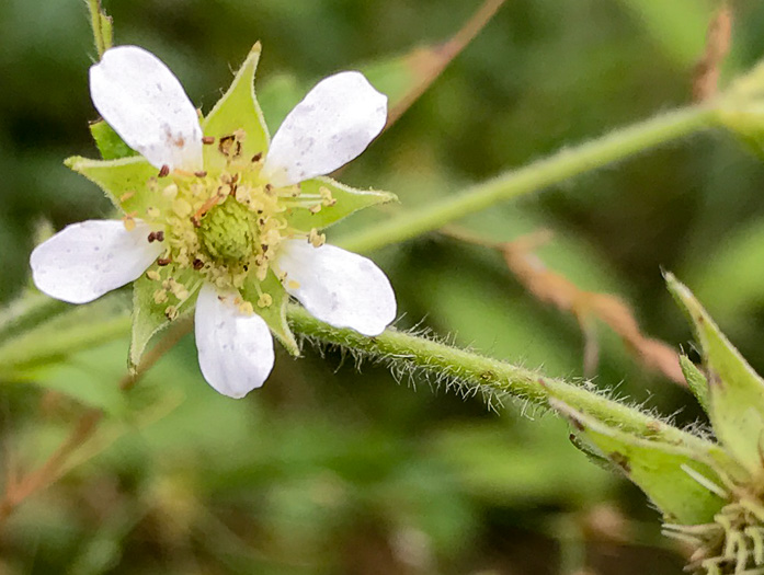 White Avens