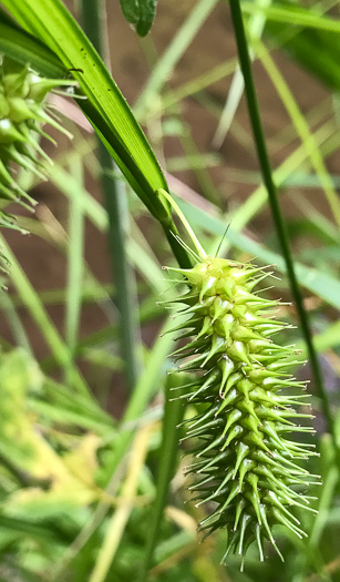 image of Carex lurida, Sallow Sedge