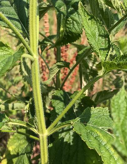 image of Verbena urticifolia, White Vervain, Nettleleaf Verbena, Velvetleaf Vervain