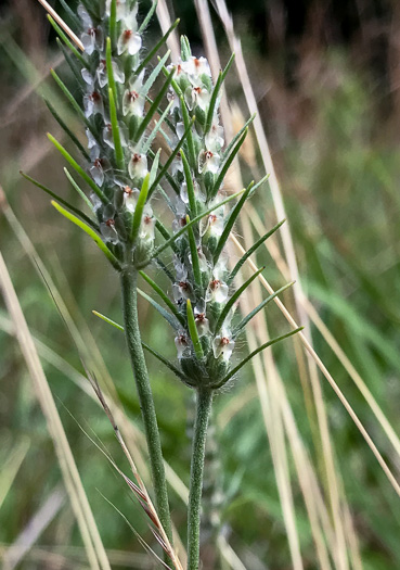 image of Plantago aristata, Bracted Plantain, Large-bracted Plantain, Buckhorn Plantain