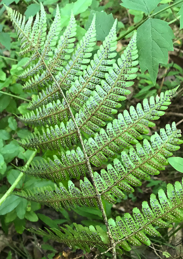 image of Dryopteris erythrosora, Autumn Fern, Japanese Red Shield-fern, Japanese Shield-fern