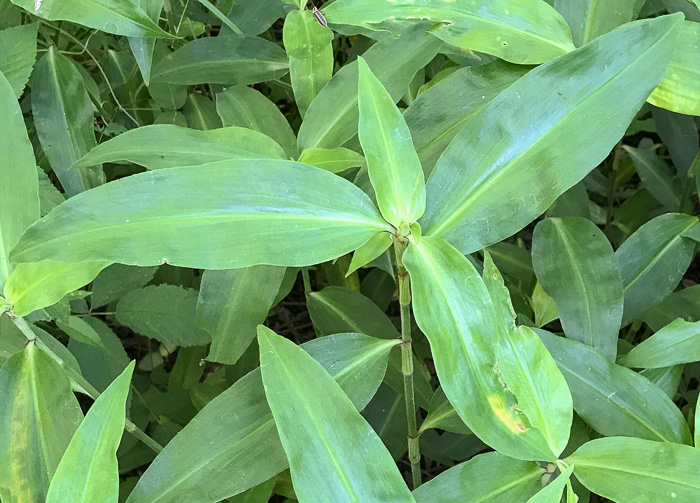 image of Commelina virginica, Virginia Dayflower