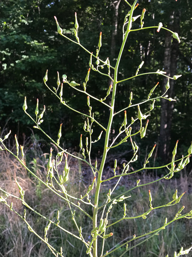 image of Lactuca canadensis, American Wild Lettuce, Canada Lettuce