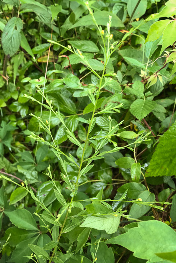 image of Linum striatum, Ridgestem Yellow Flax, Ridged Yellow Flax